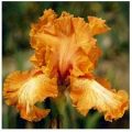 Iris "Cajun Rhythm"