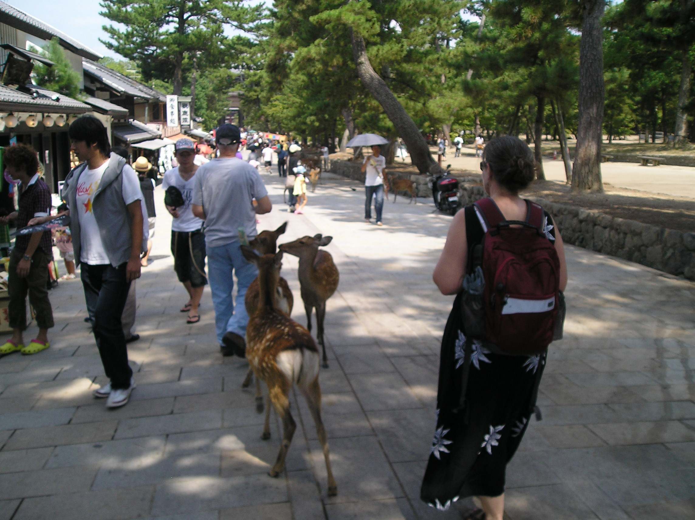 Sacred Deer and Tourists at Todaiji Temple in Nara