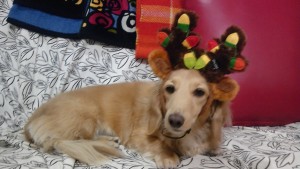 Kaz's canine, Reia, wearing Ruth's gift antlers with flashing lights