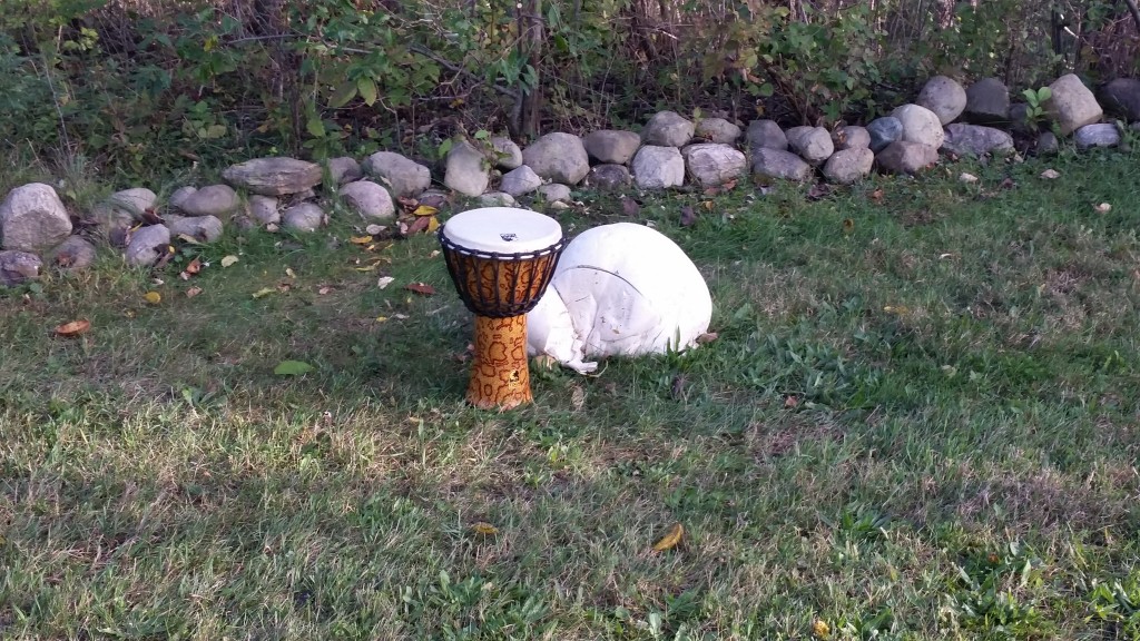 This giant puffball is larger than a basketball. (The other thing is a drum).