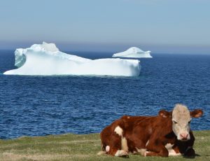 Cow practicing yoga in front of an iceberg in Newfoundland. Photo: Violet Lodge. 
